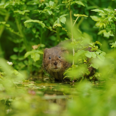 Water vole peering through vegetation