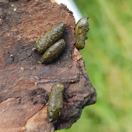 Distinctive 'tic-tac' shaped water vole droppings on a piece of wood