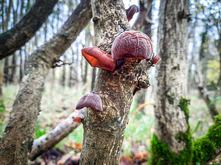 Wood ear fungus sprouting out of a living tree