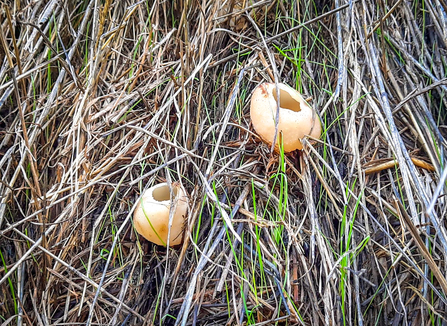 The jelly-like bowls of peziza vesiculosa fungus sprouting from the side of a damp haystack.