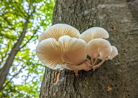 The translucent mushrooms of porcelain fungus growing out the side of a living tree at BBOWT's Warburg Nature Reserve