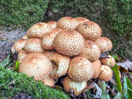 A cluster of shaggy scalycap mushrooms / fungus at BBOWT's Snelsmore Common reserve