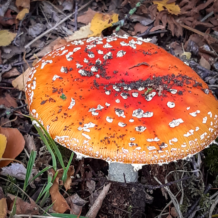 A large fly agaric fungus mushroom at BBOWT's Snelsmore Common nature reserve