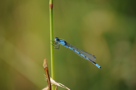 A damselfly photographed by Robin Bogatov as part of BBOWT's 2023 Youth Nature Photography Project.