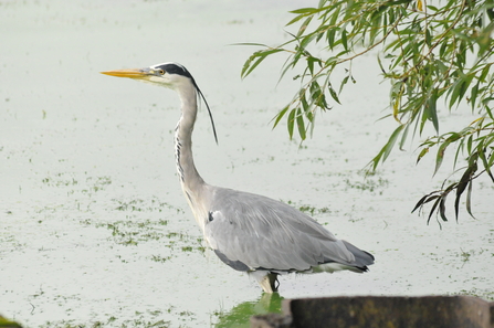 A grey heron photographed by Sophia Harrison as part of BBOWT's 2023 Youth Nature Photography Project.