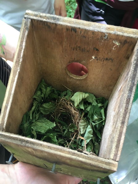 Dormouse nest box and dormouse nest