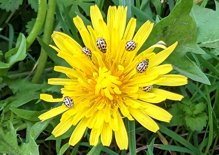 16-spot ladybirds on a dandelion flower