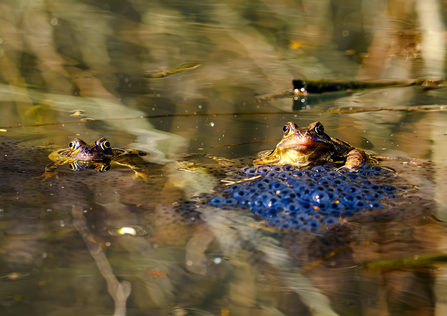 Two common frogs in a pond guarding frogspawn