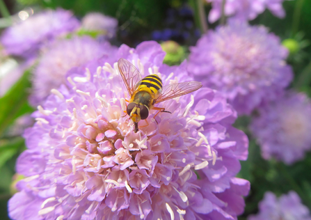 Hoverfly on a pink scabious flower