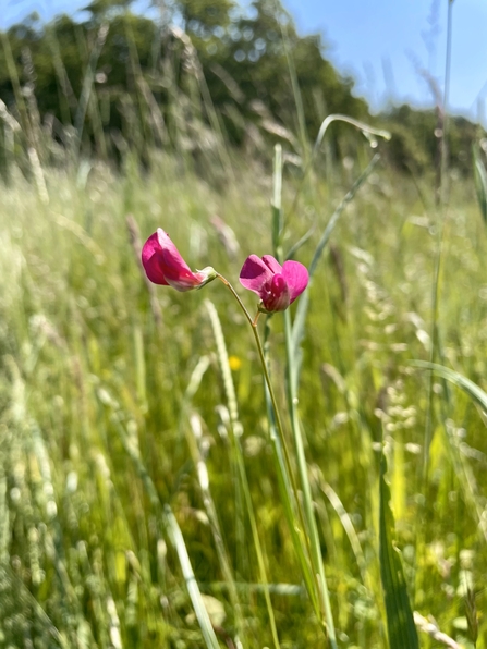 Grass vetchling growing in amongst grass