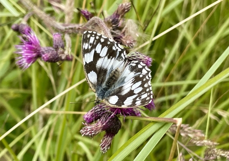 Marbled white butterfly on grass and purple flowers