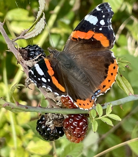 Red admiral butterfly on a bramble with blackberries