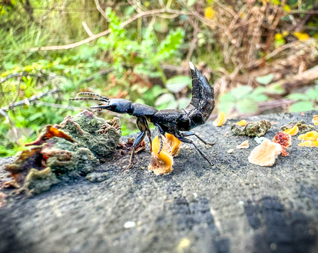 A devil's coach-horse beetle at Greenham Common nature reserve
