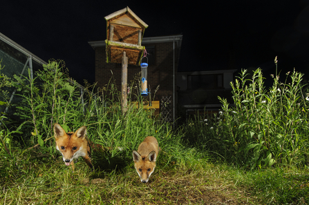 A pair of foxes in an urban garden