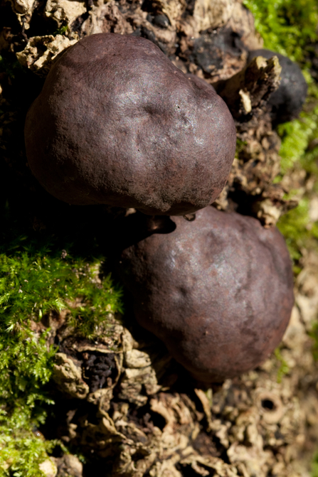 King Alfred's cakes fungus