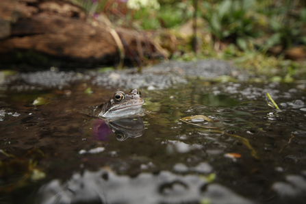 A common frog (Rana temporaria) in a pond with spawn