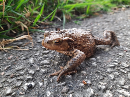 A common toad