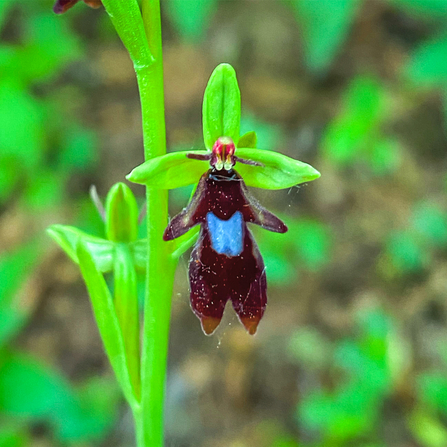 A fly orchid at BBOWT's Warburg Nature Reserve near Henley photographed by Jon Mason, aka TheEarlyBirder