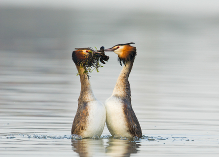 Great crested grebes (Podiceps cristatus) performing the 'weed dance' courtship ritual