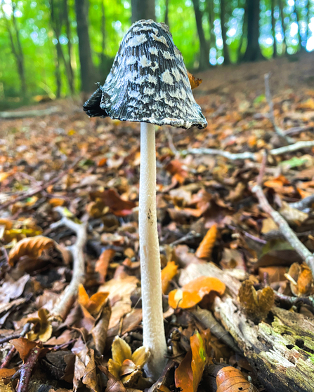 A magpie inkcap mushroom at BBOWT's Hog and Hollowhill Woods nature reserve near Marlow, photographed by Jon Mason, aka TheEarlyBirder