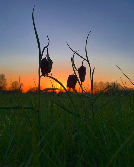 Snake's-head fritillaries at BBOWT's Iffley Meadows nature reserve in Oxford photographed by Jon Mason, aka TheEarlyBirder
