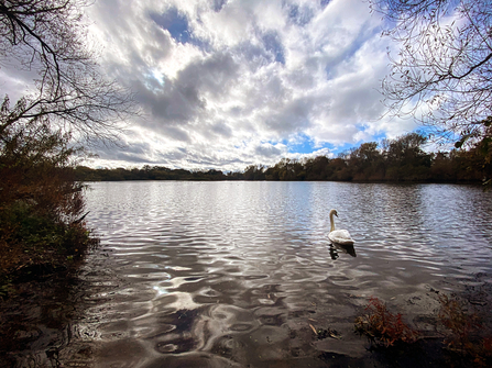 A swan at BBOWT's Loddon nature reserve near Reading photographed by Jon Mason, aka TheEarlyBirder