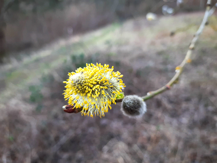 A willow catkin at BBOWT's Warburg Nature Reserve