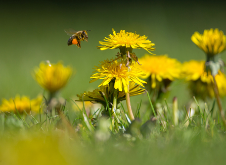 Bee flying towards a clump of dandelions