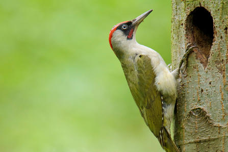 Green woodpecker on a tree trunk by a nesting hole