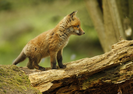 Fox cub on a fallen tree trunk