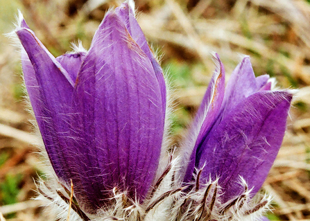 Purple petals of a pasqueflower