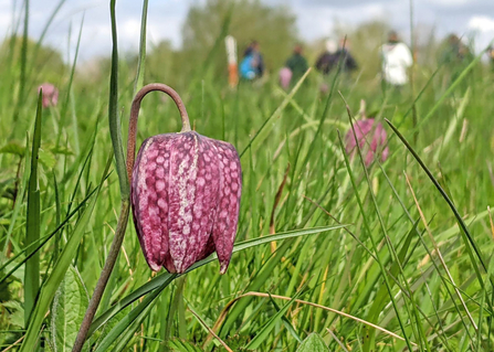 Snake's-head fritillary in flower with BBOWT staff and volunteers conducting the annual fritillary count at Iffley Meadows, Oxford
