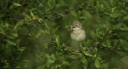 Whitethroat in hedge with beakful of food