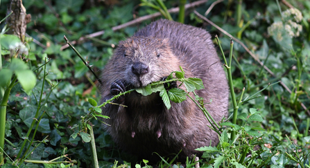 Beaver eating vegetation
