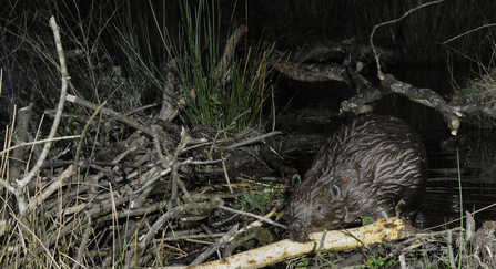 A beaver places a branch stripped of bark on its dam