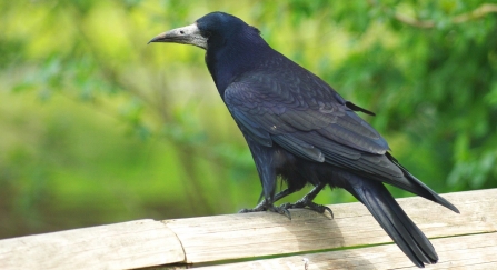 Rook perched on a fence