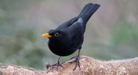 Blackbird perched on branch