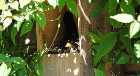 Blackbird in nest box surrounded by green leaves
