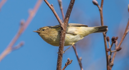 Chiffchaff perched on branch
