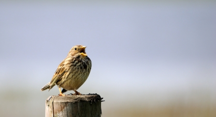 Corn bunting perched on post