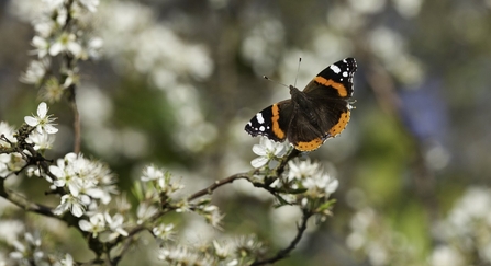 Red admiral on blackthorn