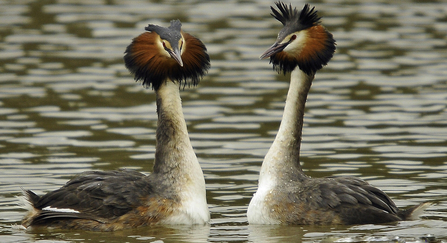 Great crested Grebes