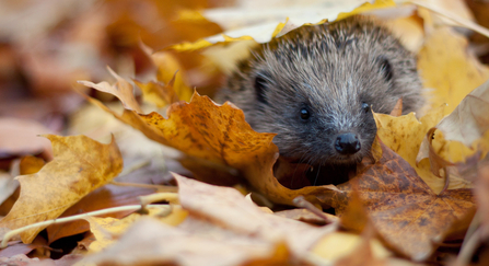 Hedgehog in autumn leaves