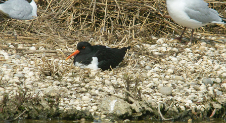 Oystercatcher on a nest with black-headed gulls behind