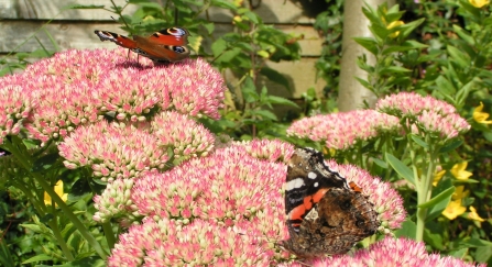 Peacock and red admiral