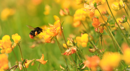 Red tailed bumblebee on bird's foot trefoil
