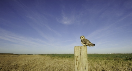 Short eared owl perched on post