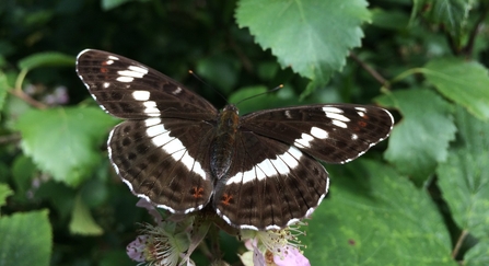 White admiral butterfly resting on leaf