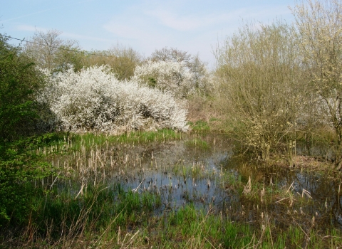Kintbury Newt Ponds