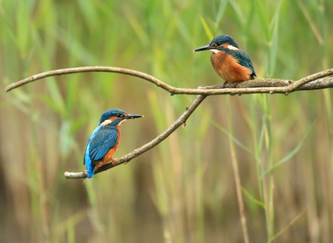 kingfishers on branch